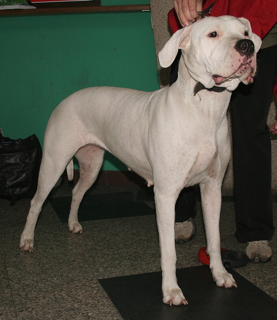 Dogo Argentino — breed profile photo