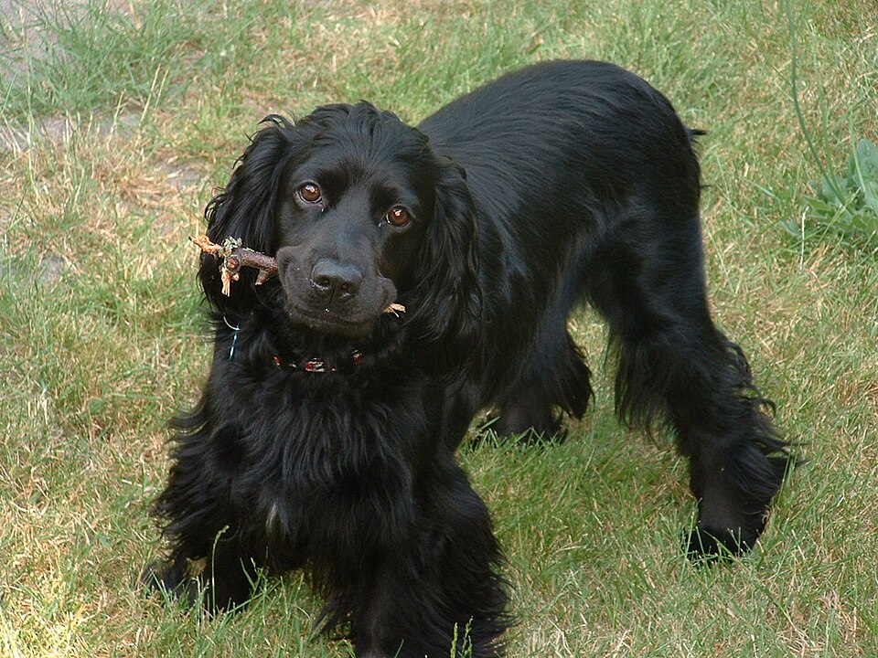 English Cocker Spaniel — breed profile photo