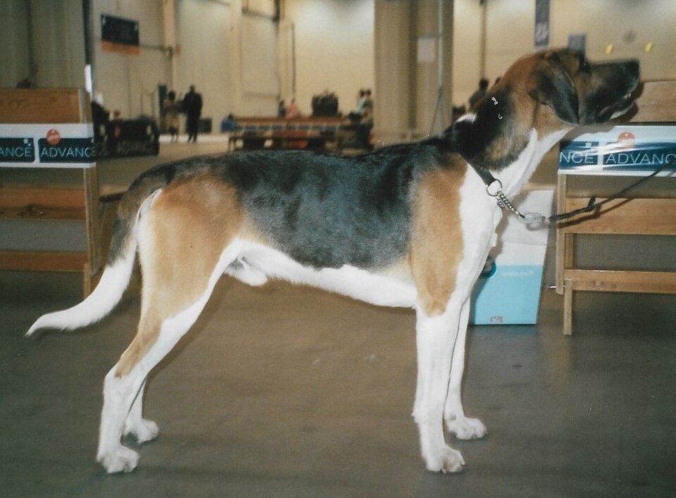 English Foxhound — breed profile photo
