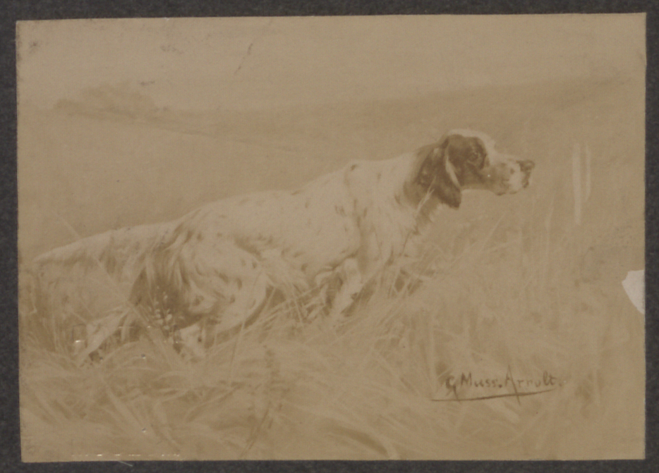 English Setter — breed profile photo