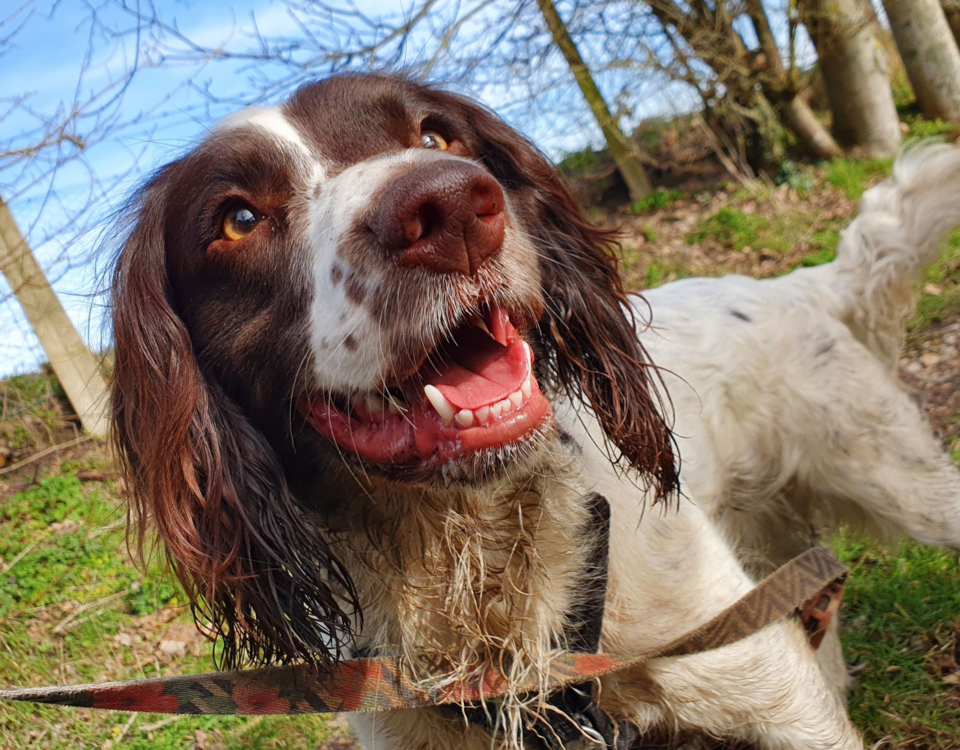 English Springer Spaniel — breed profile photo
