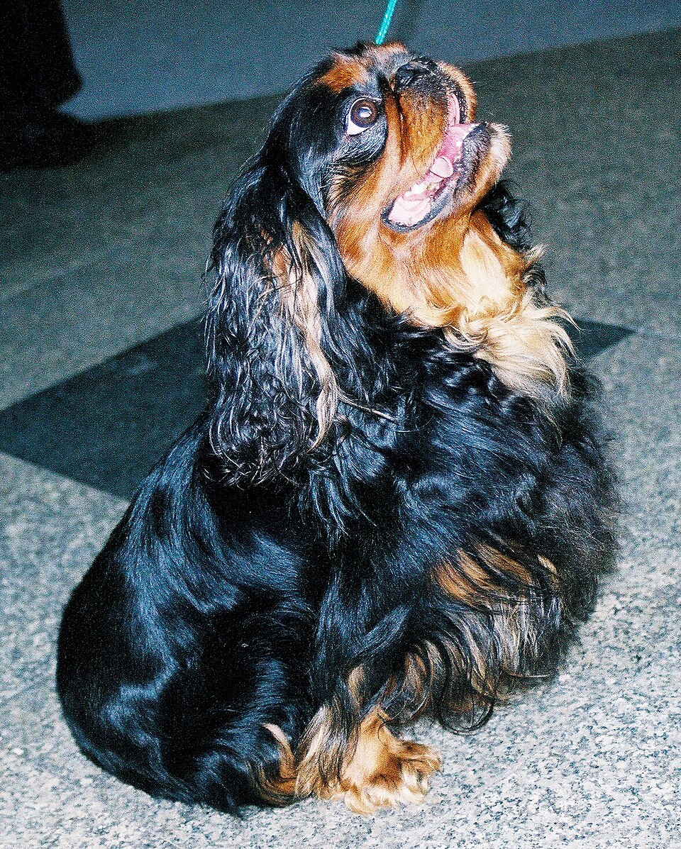 English Toy Spaniel — breed profile photo
