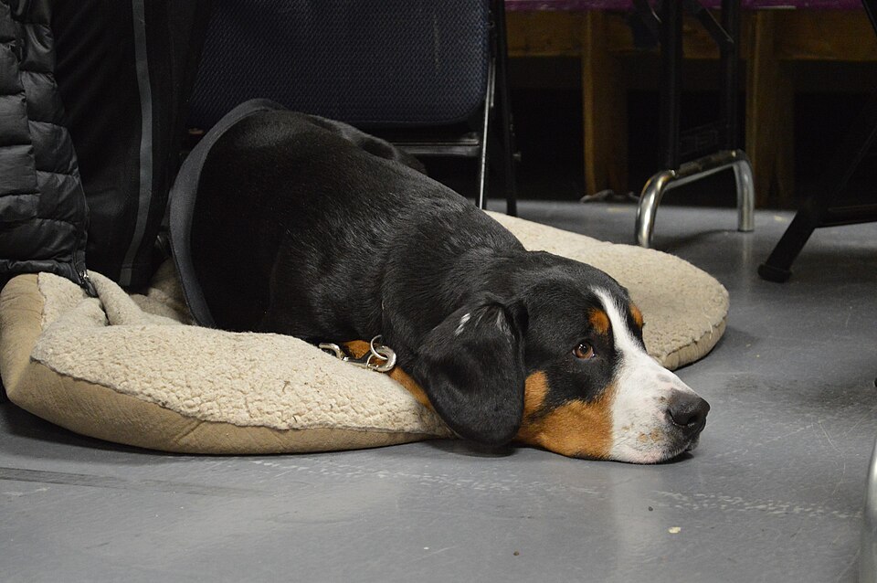 Entlebucher Mountain Dog — breed profile photo