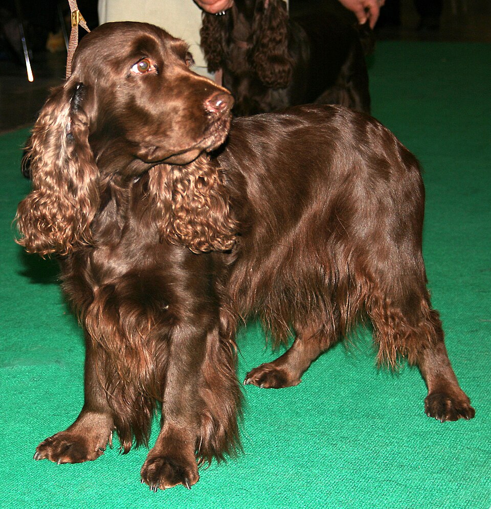 Field Spaniel — breed profile photo