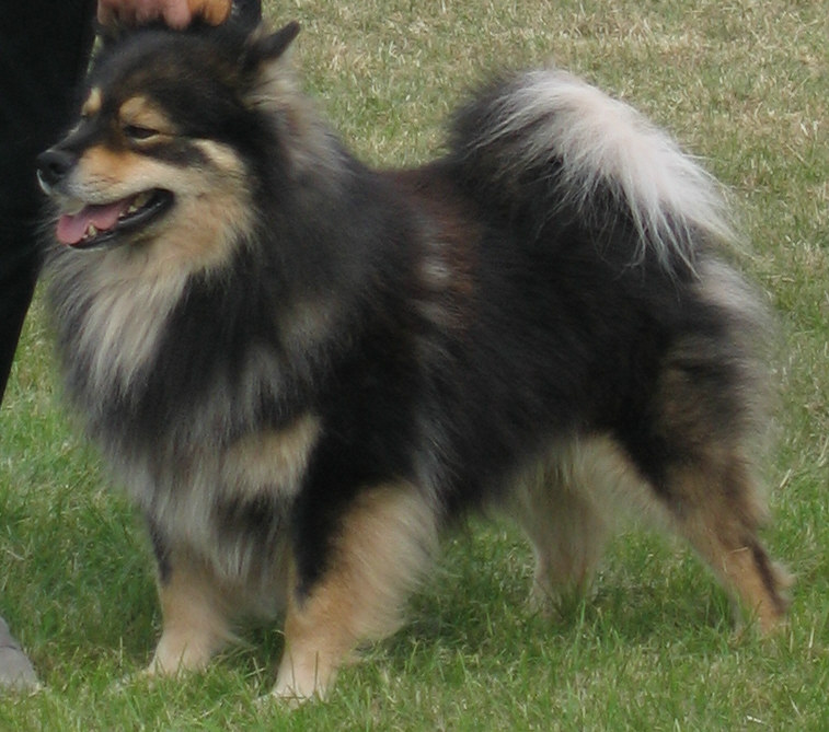 Finnish Lapphund β breed profile photo