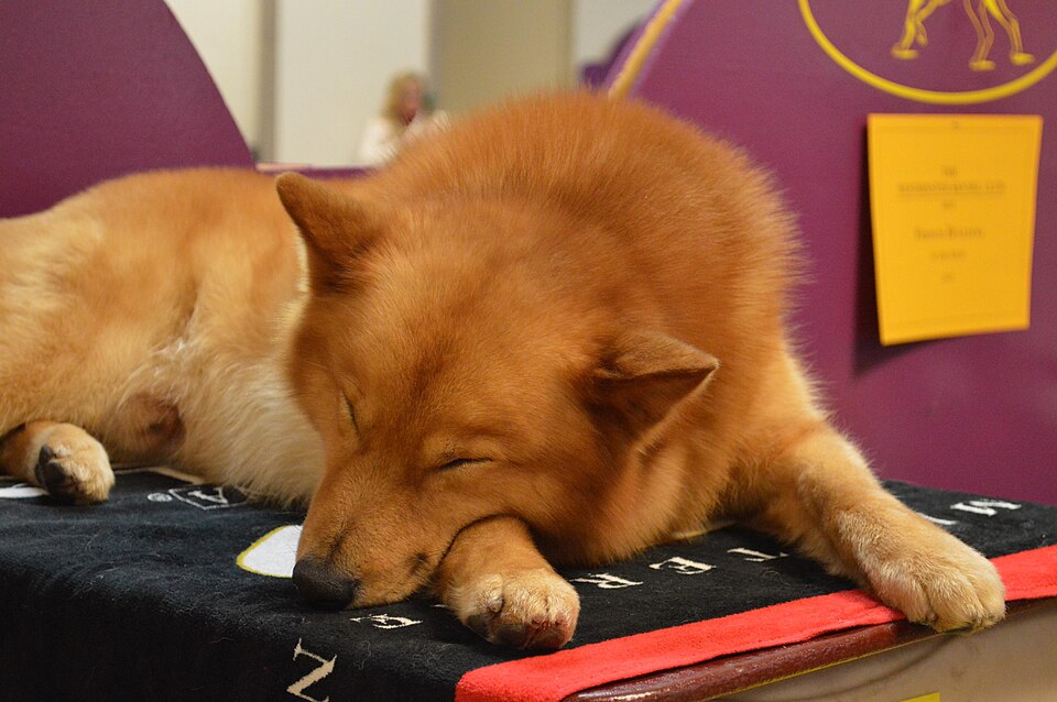 Finnish Spitz β breed profile photo