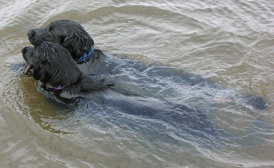 Flat-Coated Retriever β breed profile photo