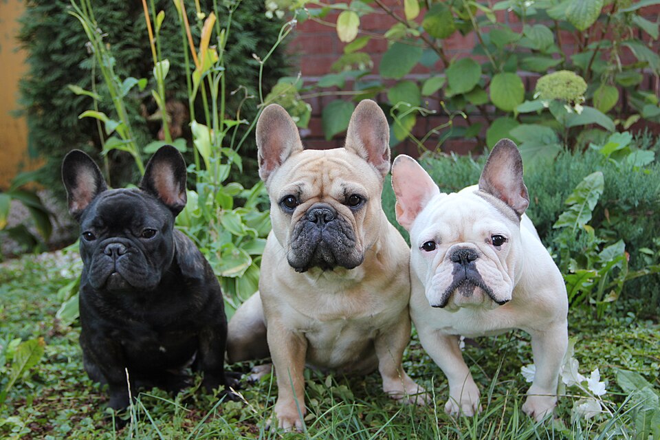 French Bulldog breed profile