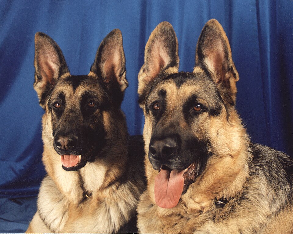 German Shepherd breed profile