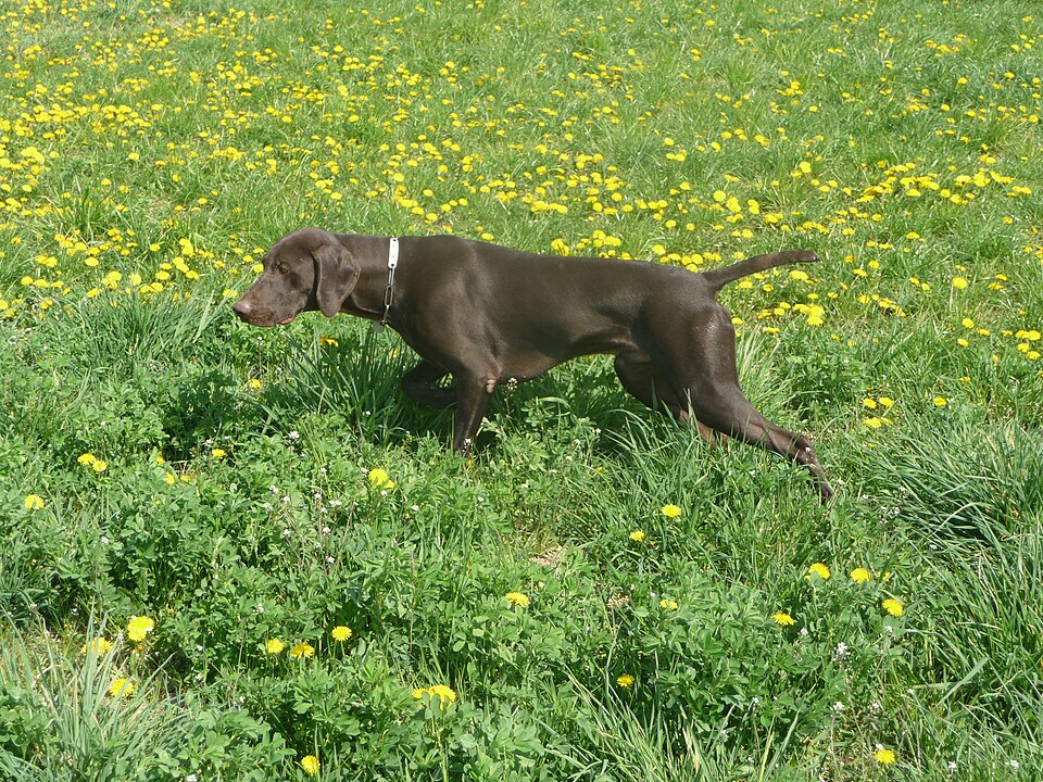 German Shorthaired Pointer