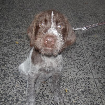 German Wirehaired Pointer β breed profile photo