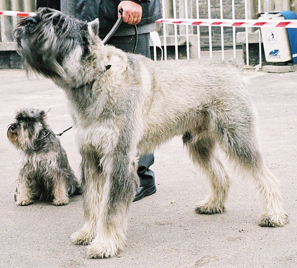 Giant Schnauzer — breed profile photo