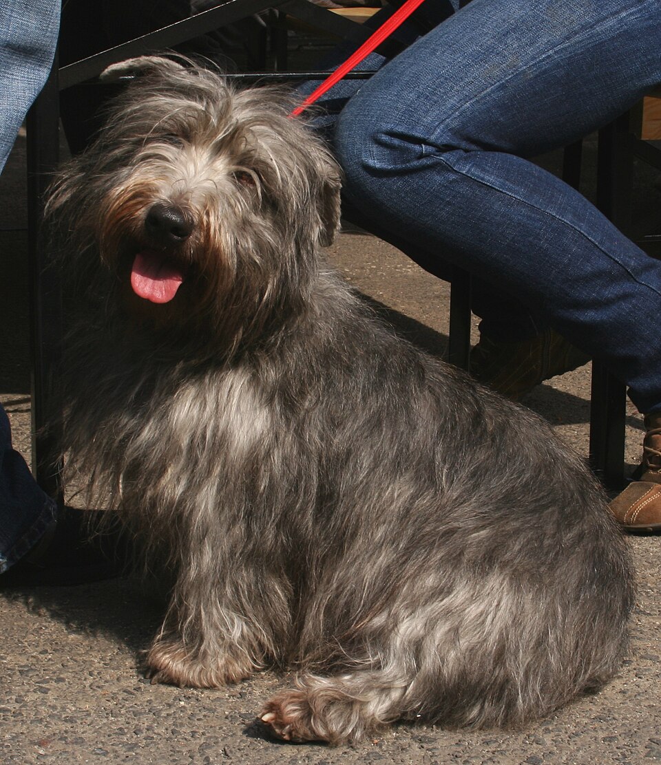 Glen of Imaal Terrier — breed profile photo