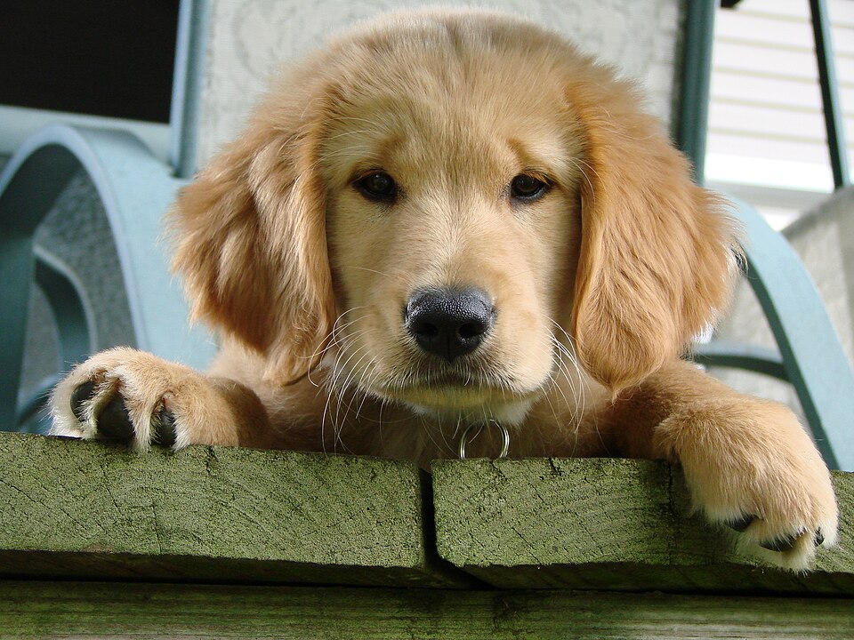 Golden Retriever breed profile