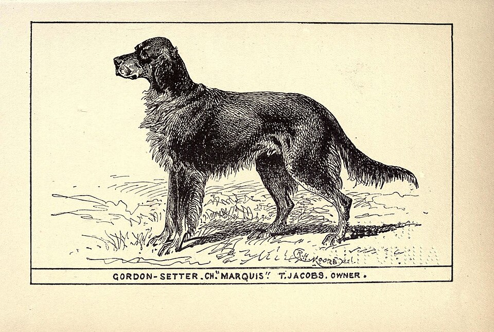 Gordon Setter โ breed profile photo