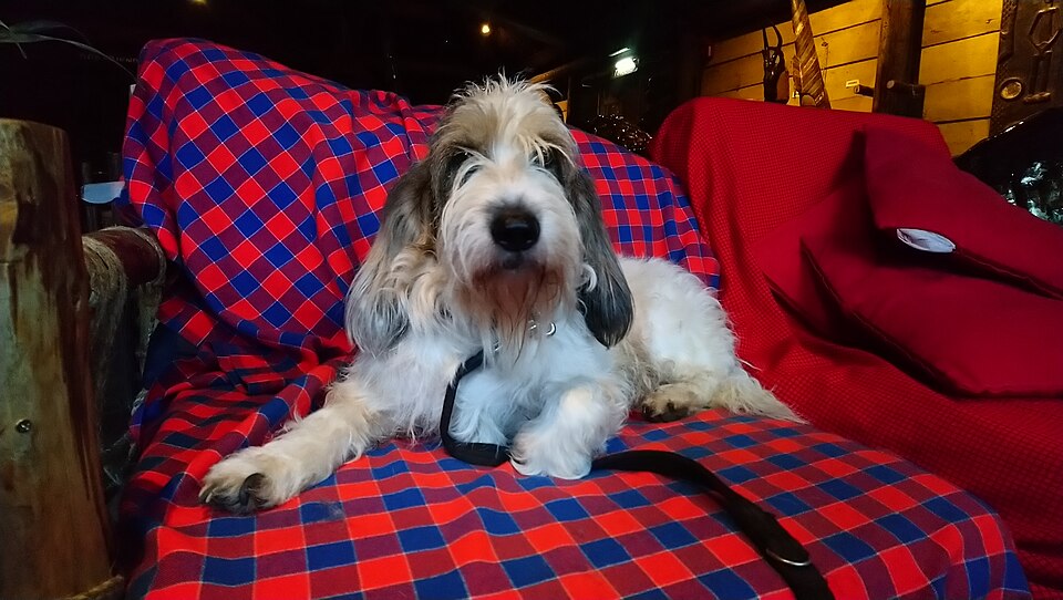 Grand Basset Griffon Vendéen — breed profile photo