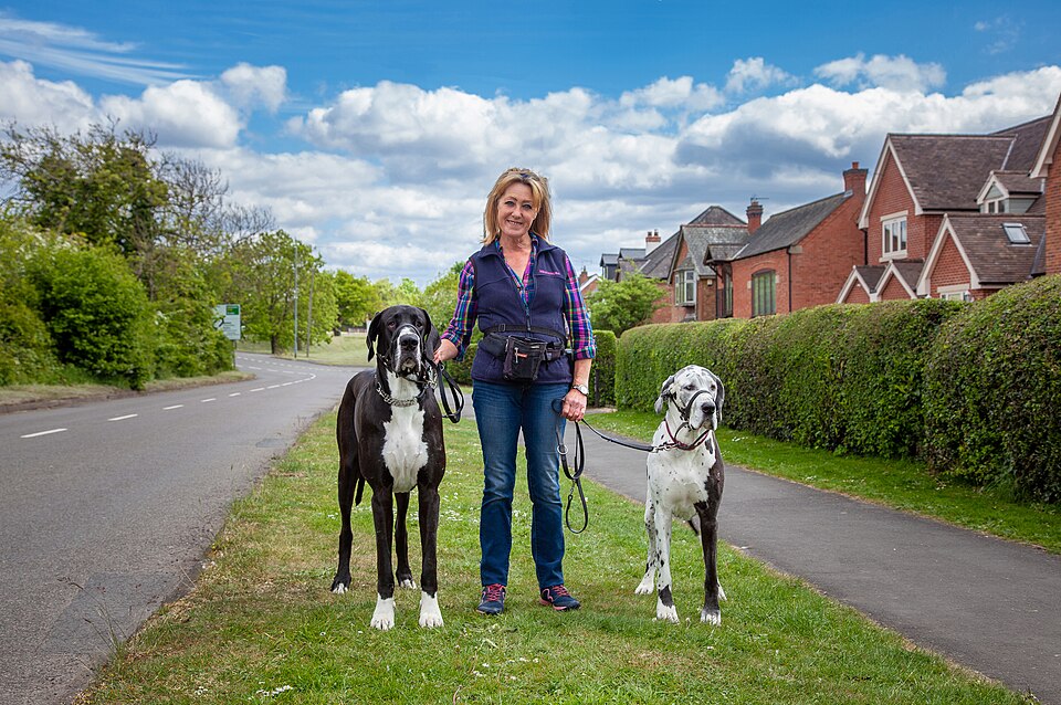 Great Dane — breed profile photo