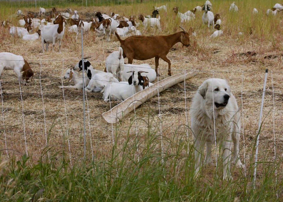 Great Pyrenees โ breed profile photo
