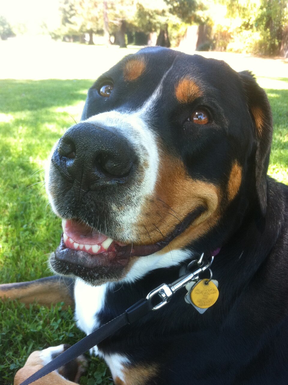 Greater Swiss Mountain Dog — breed profile photo