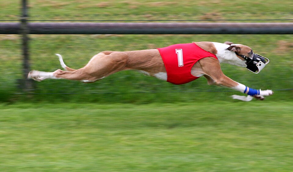 Greyhound — breed profile photo