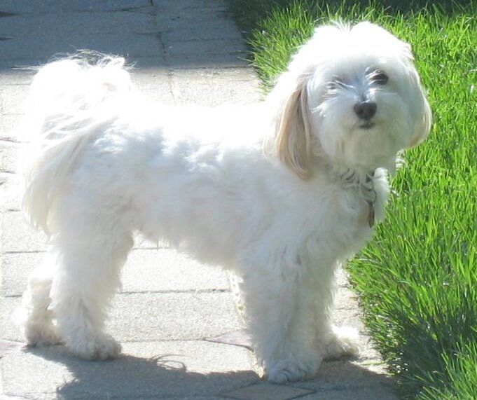 Havanese — breed profile photo