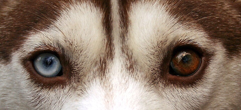 Siberian Husky breed profile