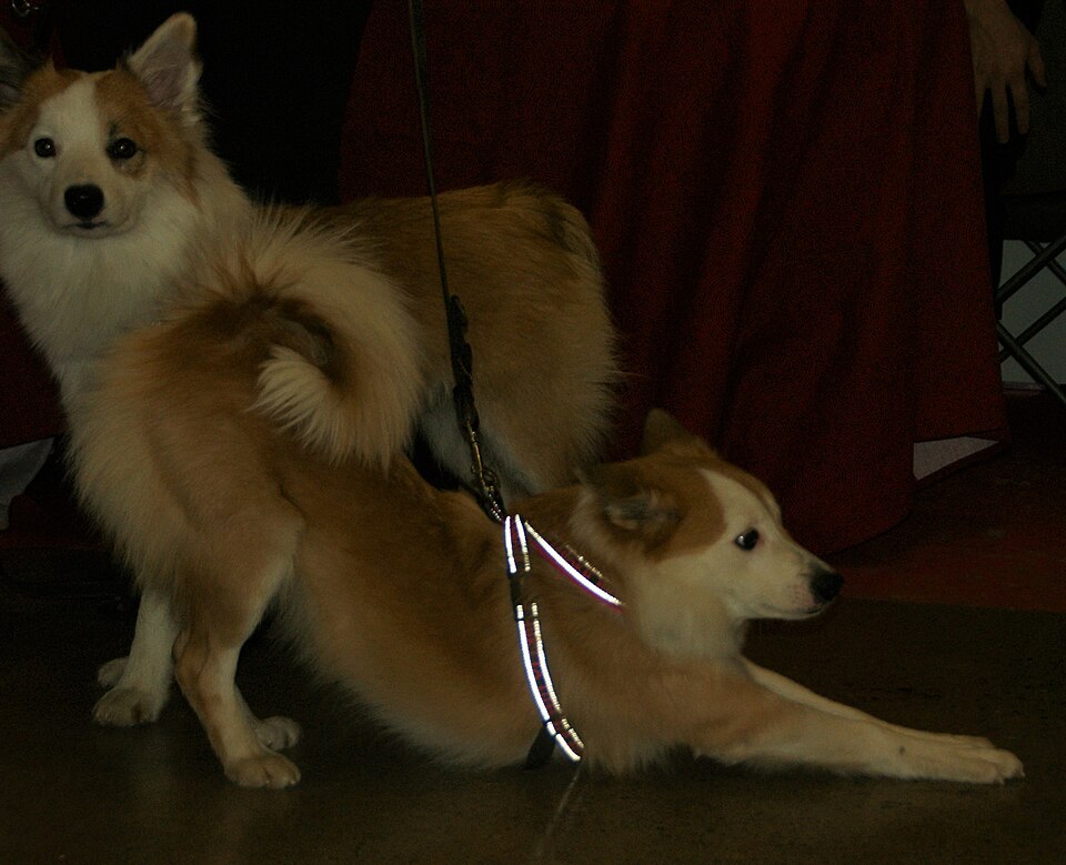 Icelandic Sheepdog — breed profile photo