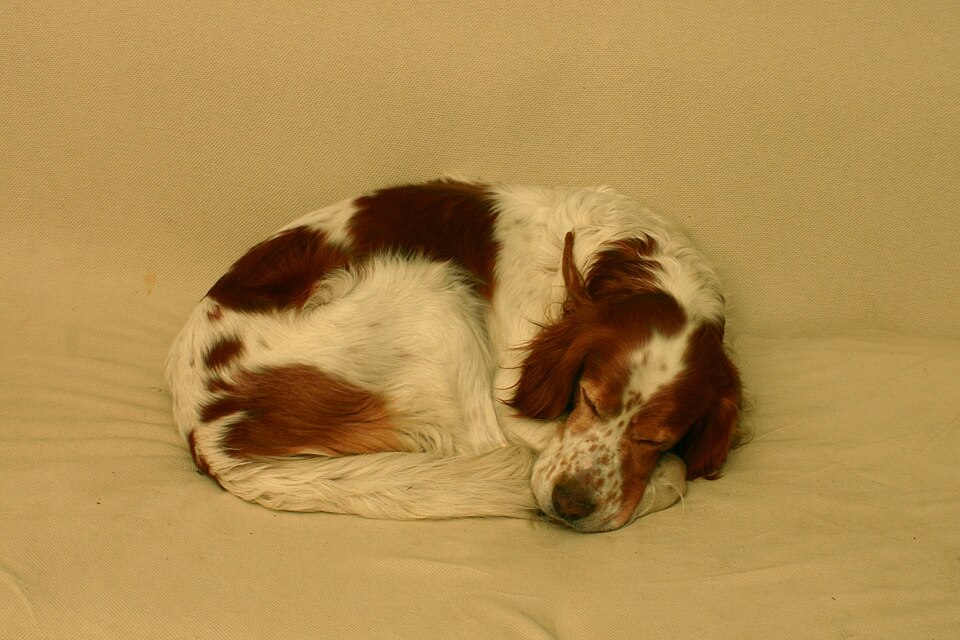 Irish Red and White Setter — breed profile photo