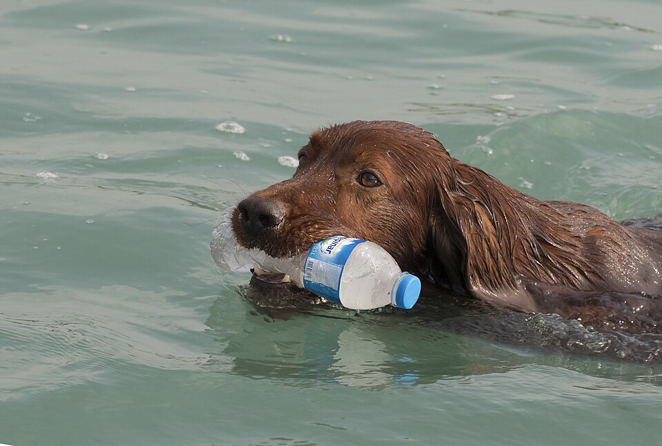 Irish Setter — breed profile photo