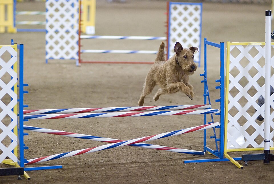 Irish Terrier — breed profile photo