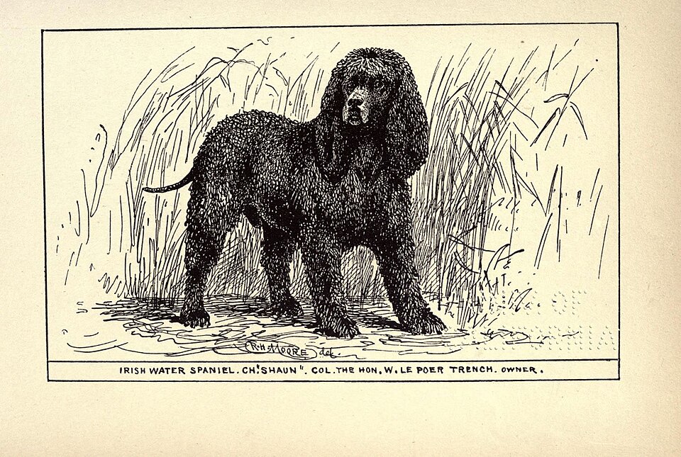 Irish Water Spaniel โ breed profile photo
