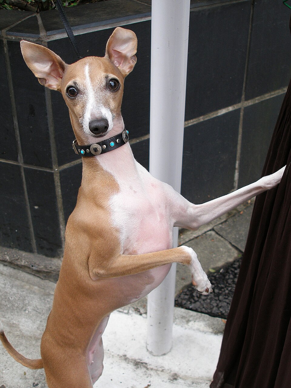 Italian Greyhound — breed profile photo
