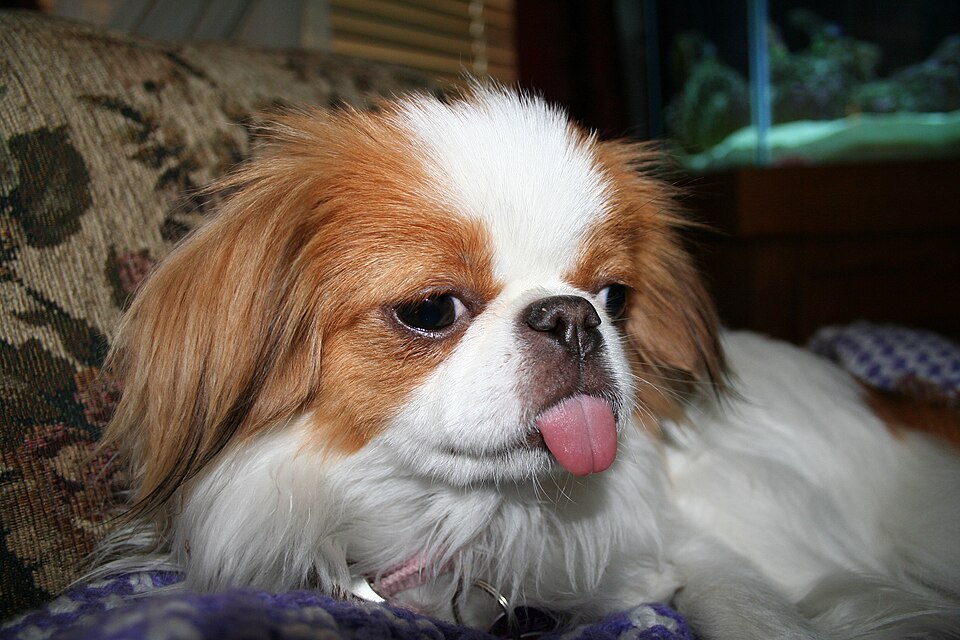 Japanese Chin β breed profile photo