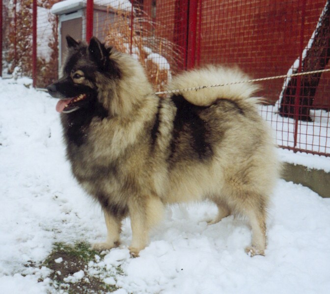 Keeshond β breed profile photo