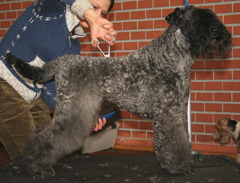 Kerry Blue Terrier β breed profile photo