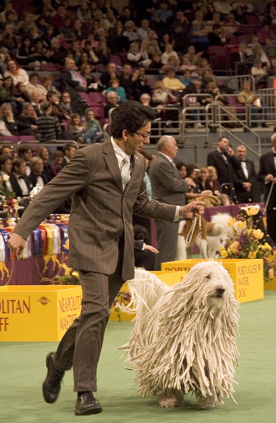 Komondor โ breed profile photo