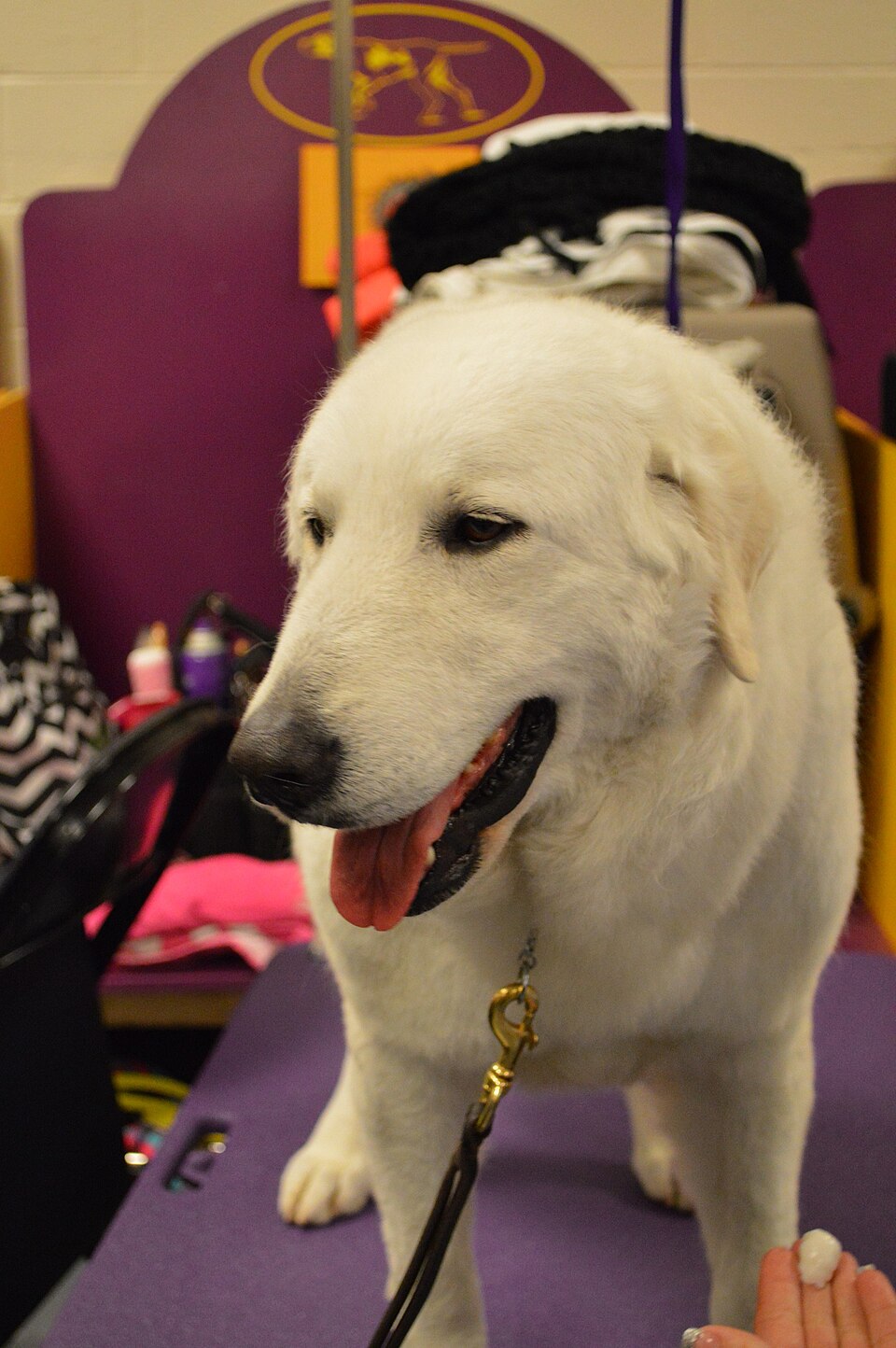Kuvasz โ breed profile photo