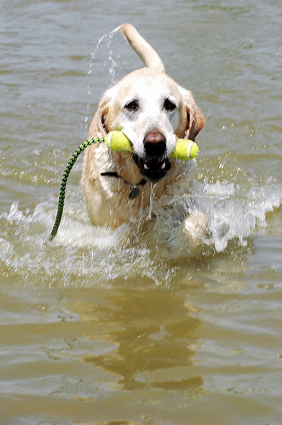 Labrador Retriever breed profile