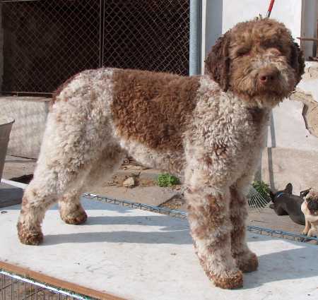 Lagotto Romagnolo — breed profile photo