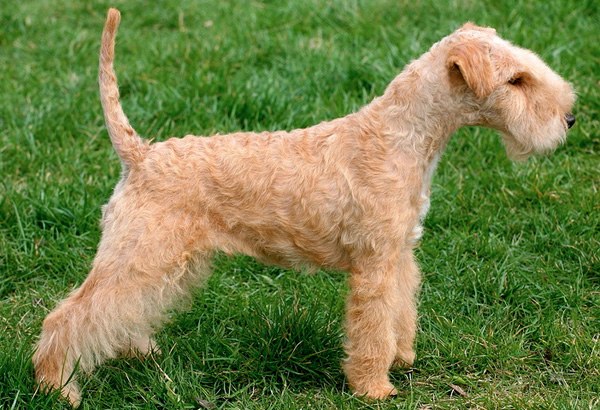 Lakeland Terrier — breed profile photo