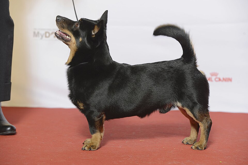 Lancashire Heeler — breed profile photo