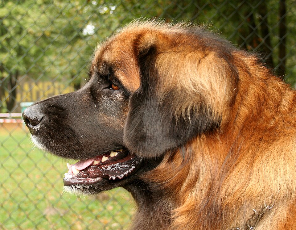 Leonberger — breed profile photo