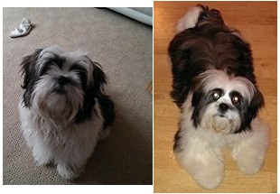 Lhasa Apso — breed profile photo