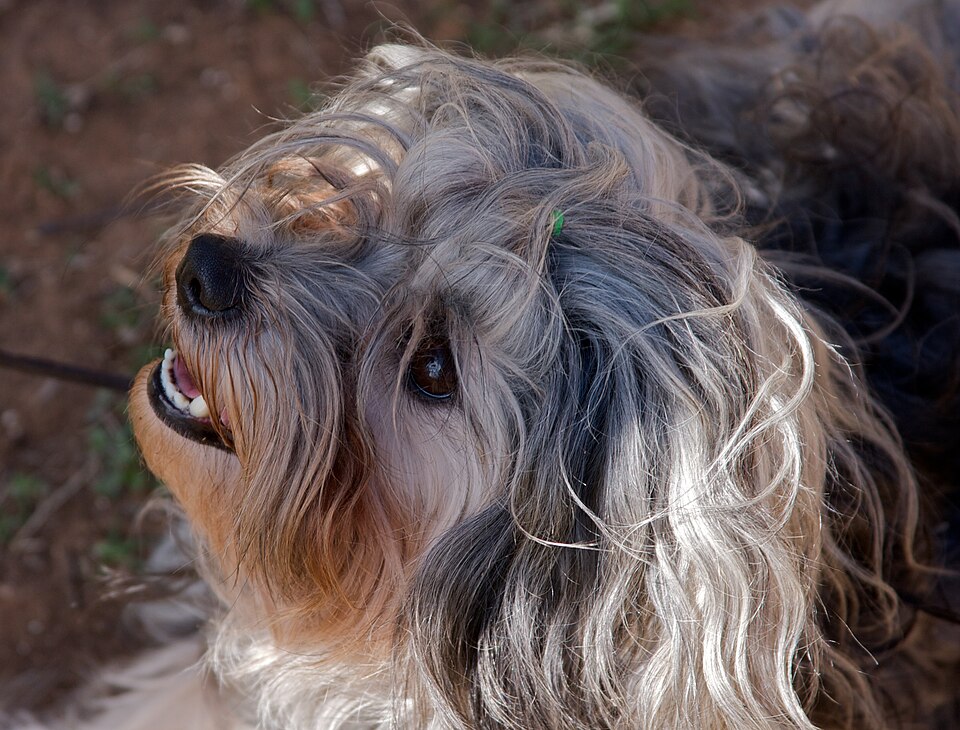 Löwchen — breed profile photo