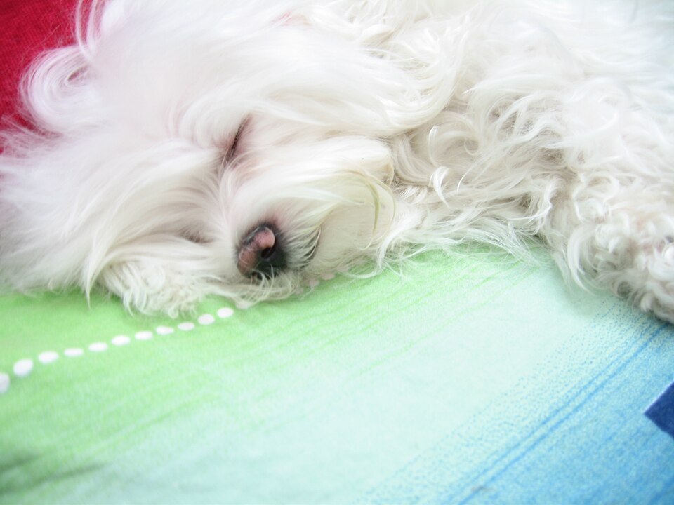 Maltese β breed profile photo