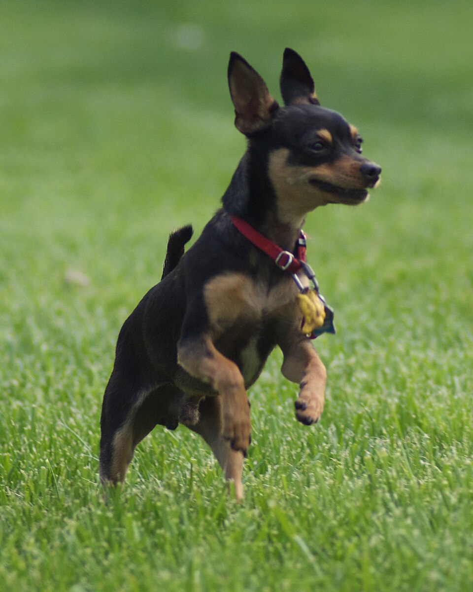 Manchester Terrier (Standard) β breed profile photo