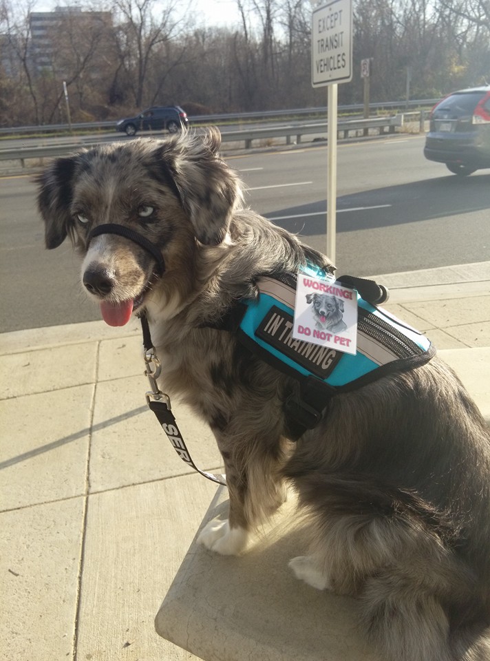 Miniature American Shepherd — breed profile photo