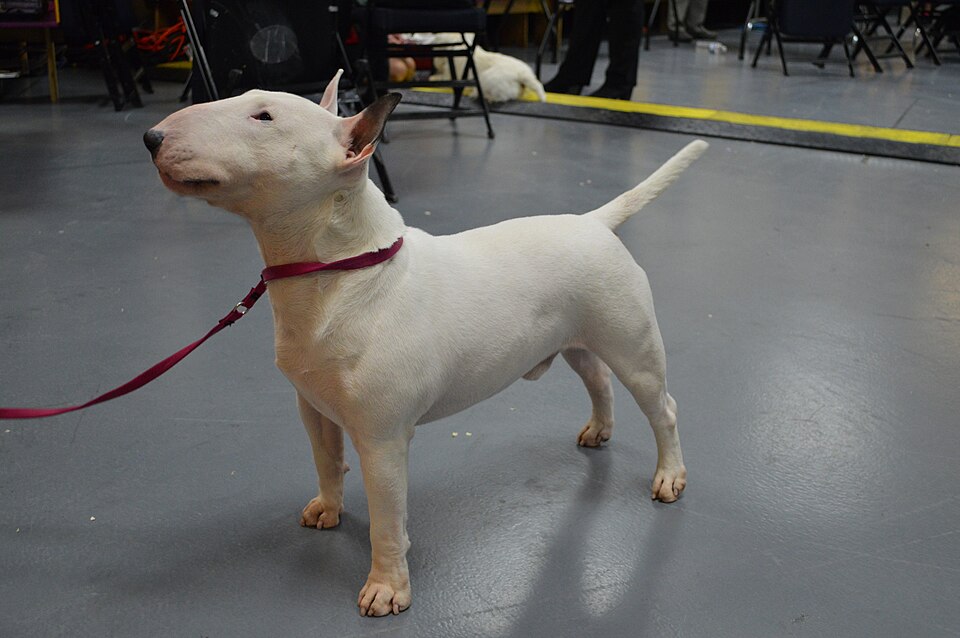 Miniature Bull Terrier — breed profile photo