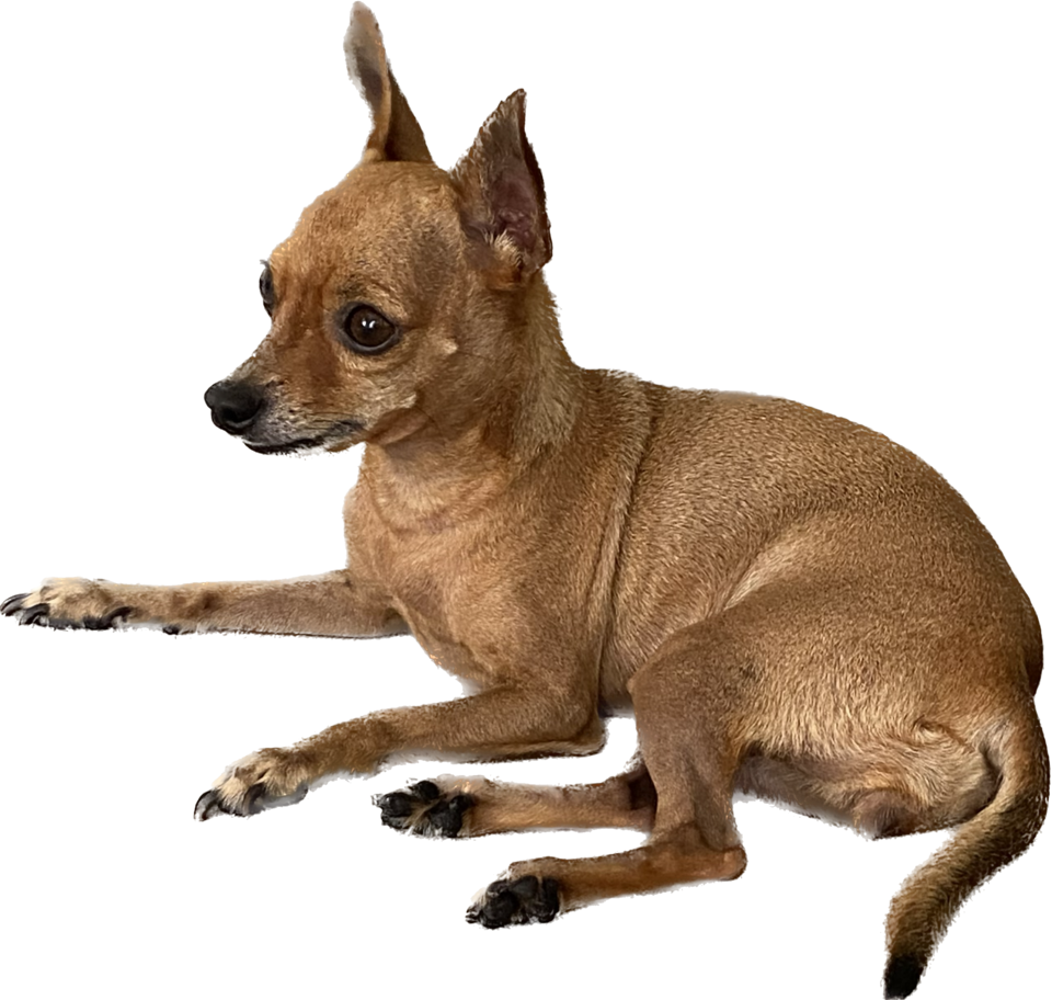 Miniature Pinscher β breed profile photo