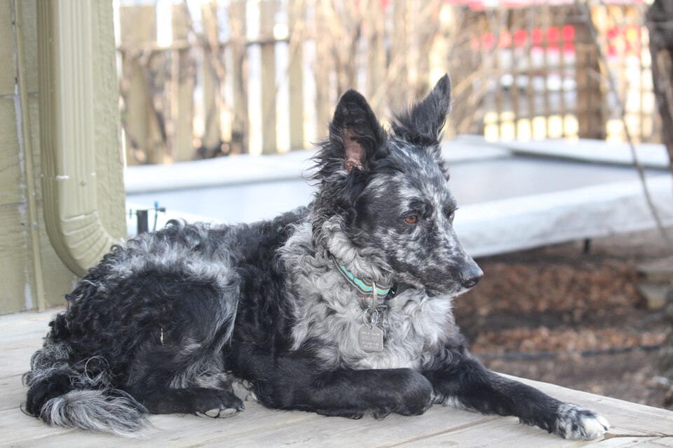 Mudi β breed profile photo